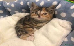 Mixed Breed cats for sale: Lovely kittens 8 weeks old  - Image 5