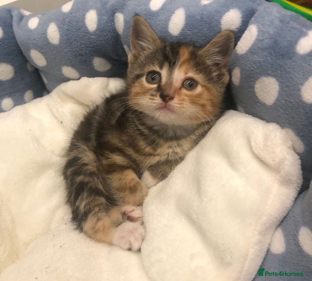 Mixed Breed cats for sale: Lovely kittens 8 weeks old  - Image 5