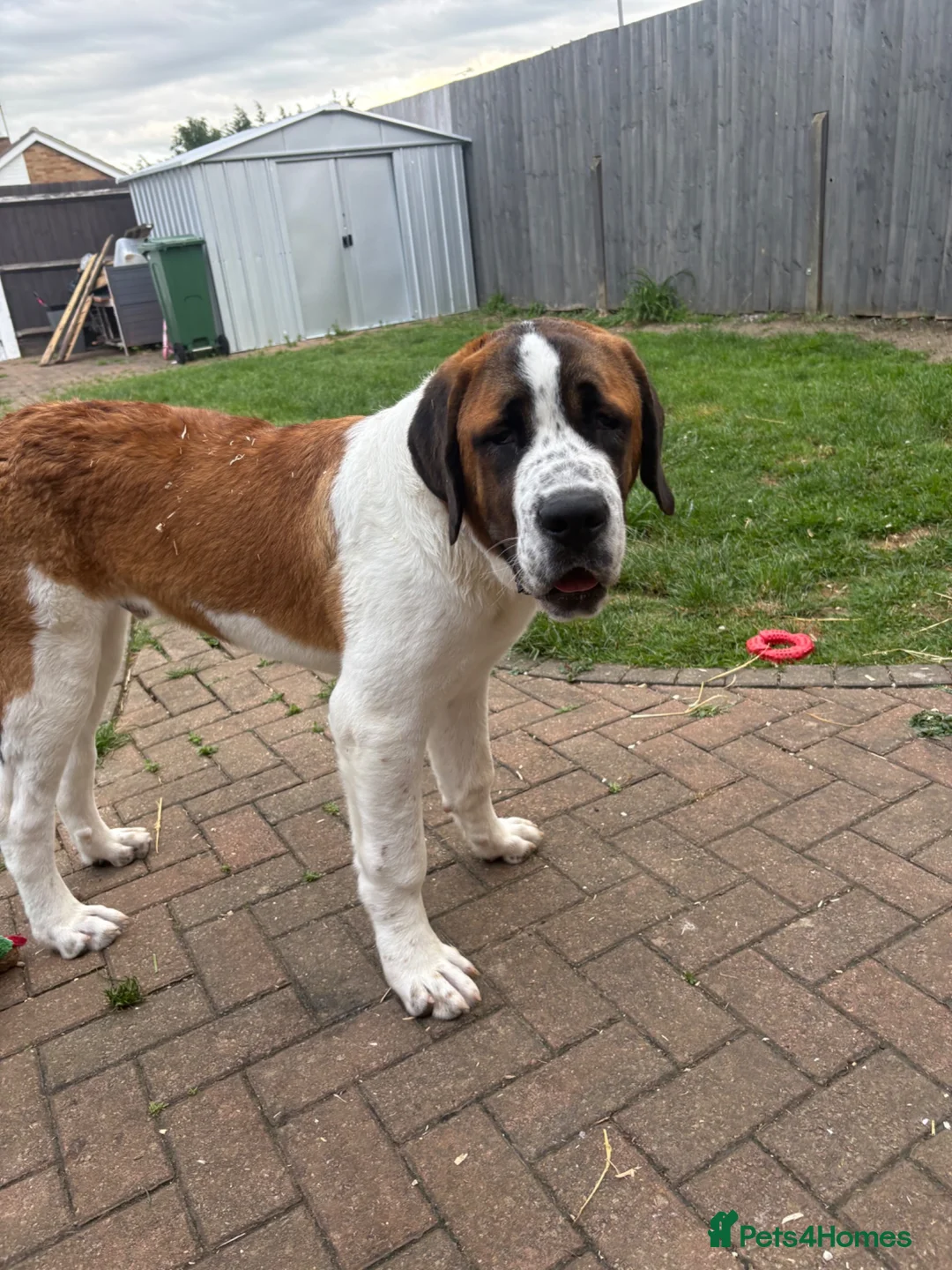 Saint Bernard dogs for sale: Saint Bernard puppy  - Advert 3