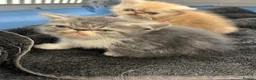 Exotic cats for sale: Exceptional show quality pure Exotic Kittens - Advert 8