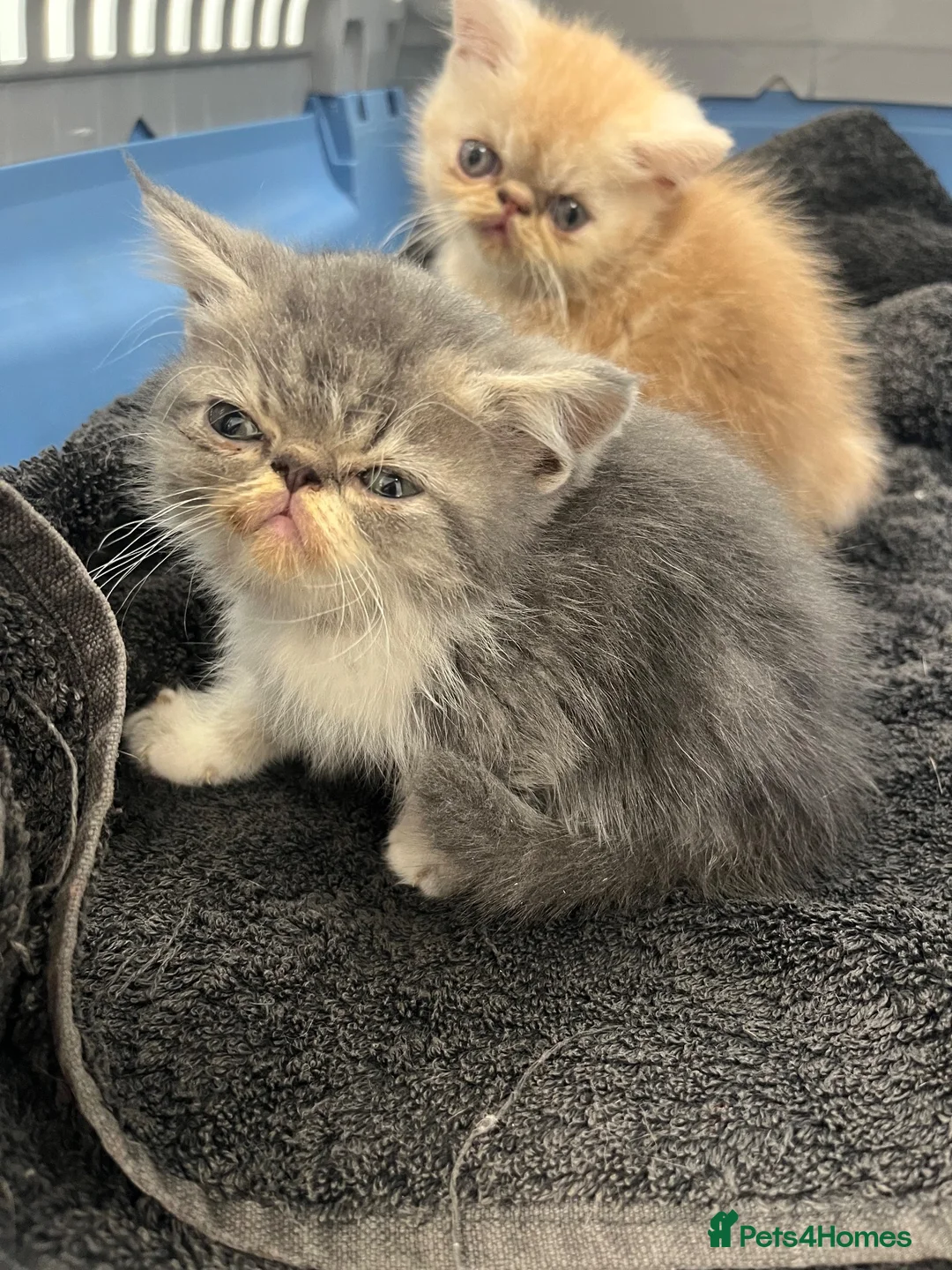 Exotic cats for sale: Exceptional show quality pure Exotic Kittens - Advert 8