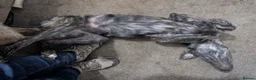 Lurcher dogs for sale: Rogue. Beautiful Working Stock Male Lurcher  - Advert 8