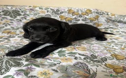 Cocker Spaniel dogs for sale: REDUCED KC Cocker Spaniel Boy £700 - Image 11