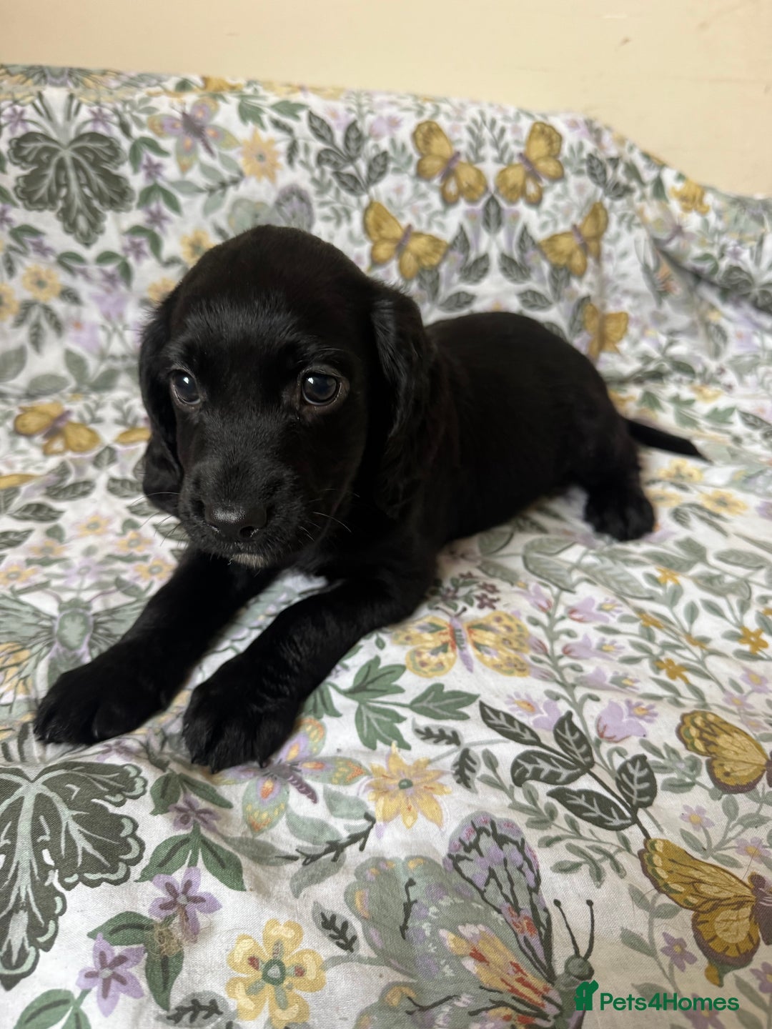 Cocker Spaniel dogs for sale: REDUCED KC Cocker Spaniel Boy £700 - Image 11