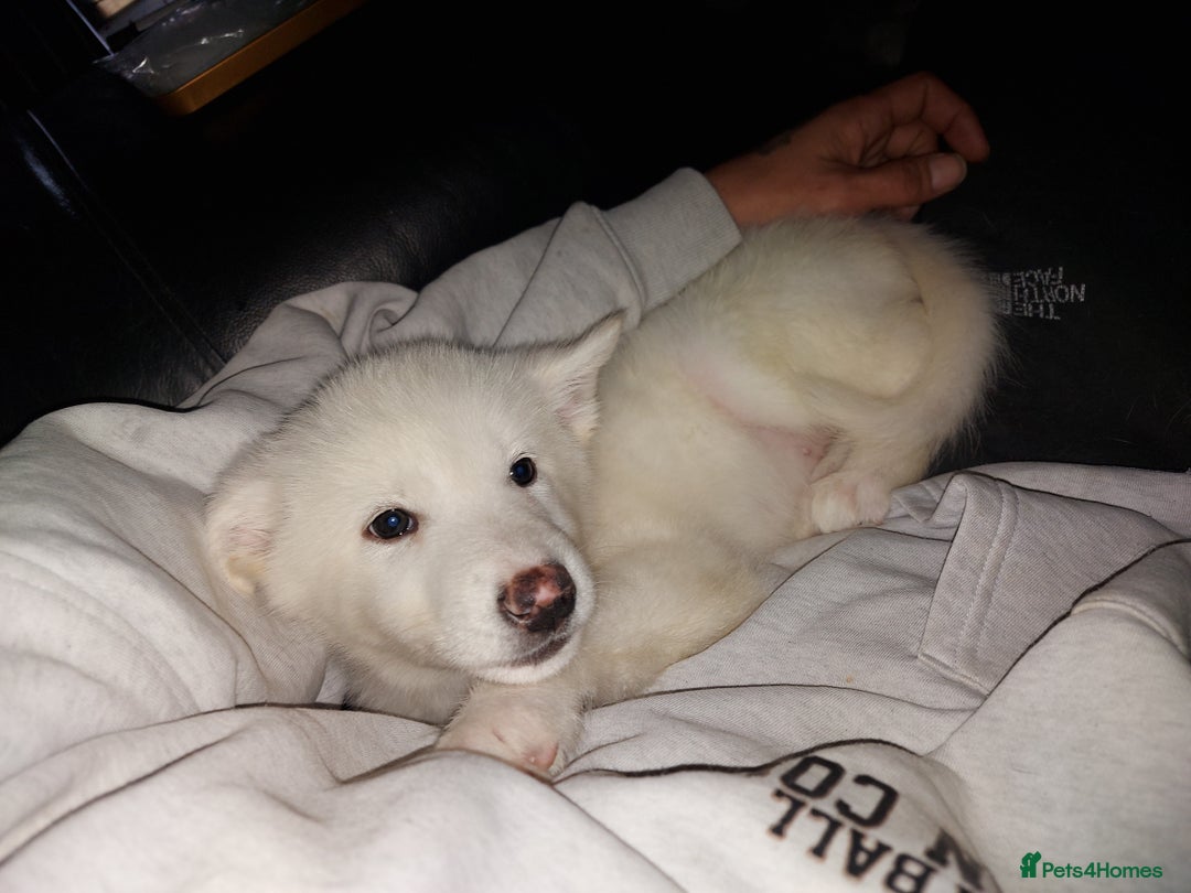 Mixed Breed dogs for sale: Huskita malamutes - Image 4