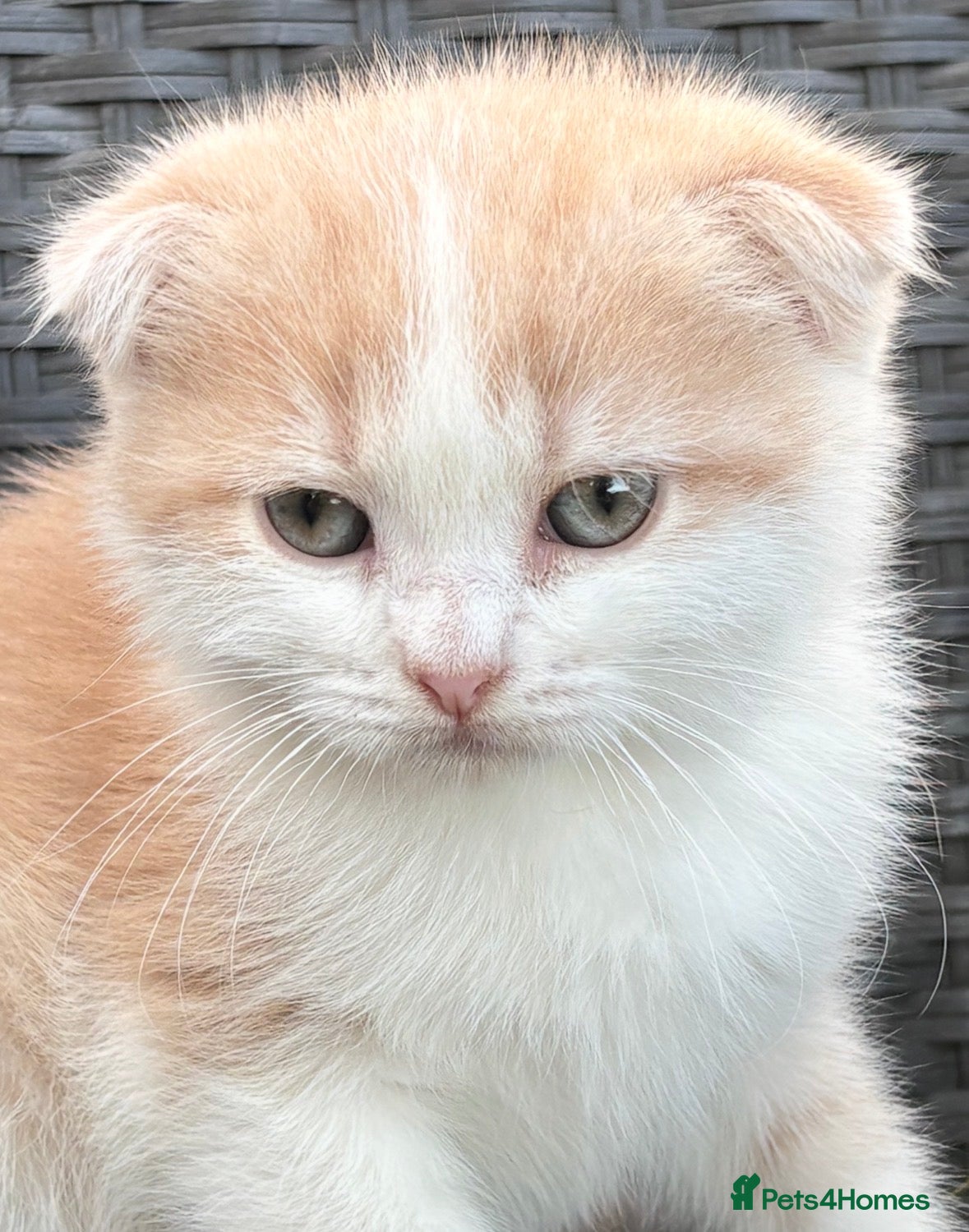 Scottish Fold cats Scottish fold kittens boys - Advert 3
