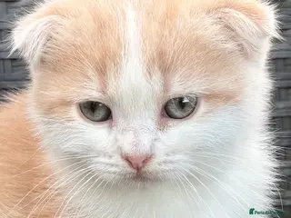 Scottish Fold cats Scottish fold kittens boys - Advert 2