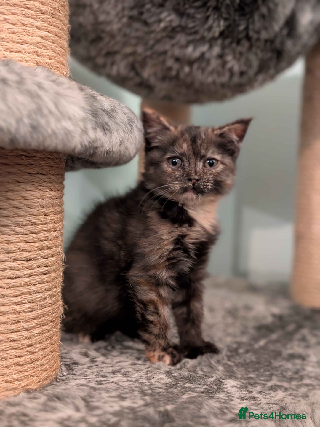 Domestic Shorthair cats for adoption: ADOPTION - Mince Pie - Advert 1