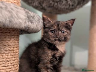 Domestic Shorthair cats ADOPTION - Mince Pie - Advert 12