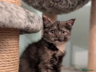 Domestic Shorthair cats ADOPTION - Mince Pie - Advert 1