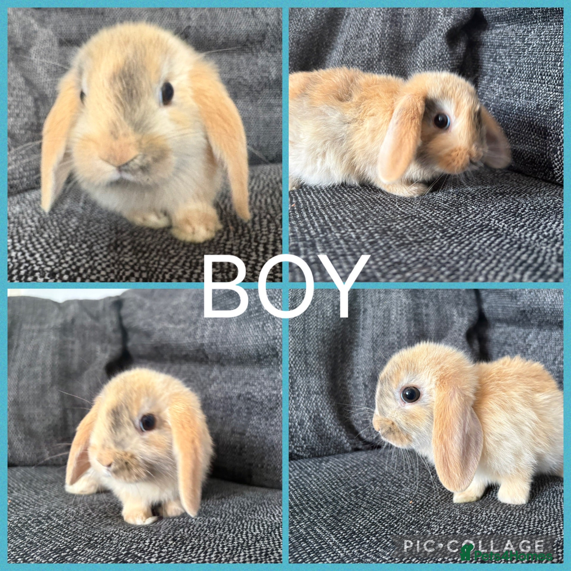 Mini Lion Lop rabbits Adorable Mini Lion Lop Babies waiting for you  - Advert 2