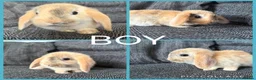 Mini Lion Lop rabbits for sale: Adorable Mini Lion Lop Babies waiting for you  - Advert 2