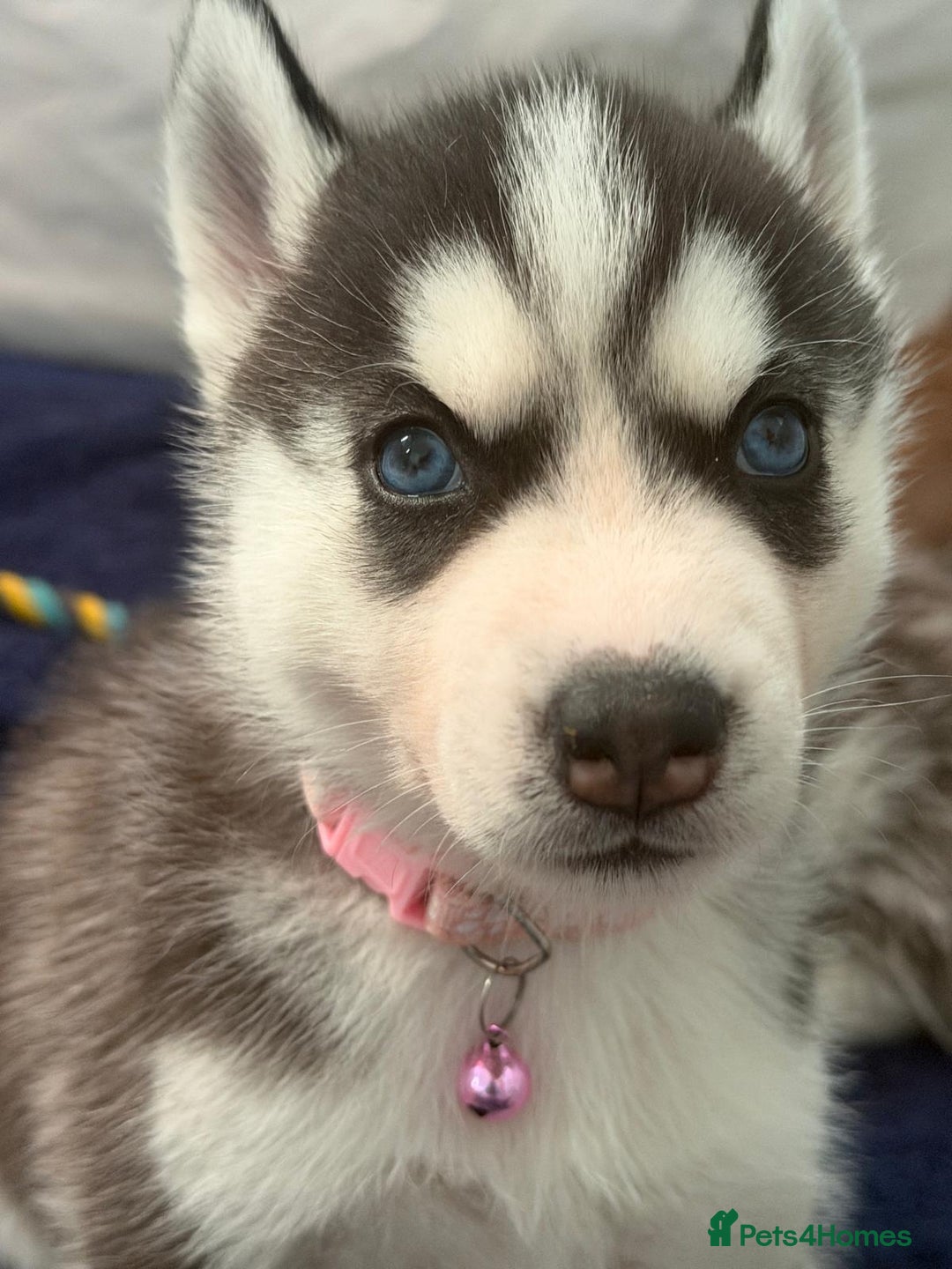 Siberian Husky dogs for sale: Pure Siberian Huskies - Advert 3