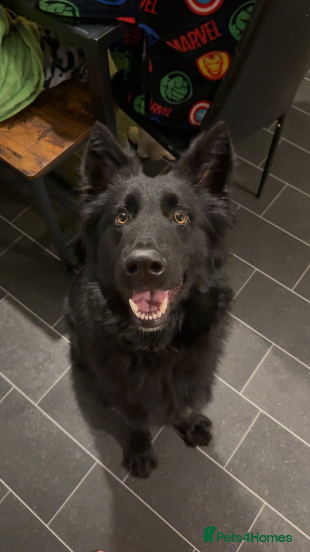 German Shepherd dogs for sale: Gsd for sale - Advert 1