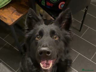 German Shepherd dogs Gsd for sale - Advert 1