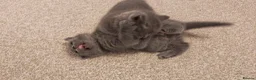 British Shorthair cats for sale: ✨British Shorthair Kittens Ready for Loving Home!✨ - Advert 8