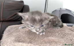 Domestic Shorthair cats for sale: 5 Adorable Kittens Seeking New Homes - Image 3