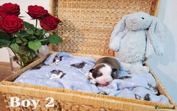 Border Collie dogs for sale: **Rare sable and white Border Collie puppies.** - Image 8