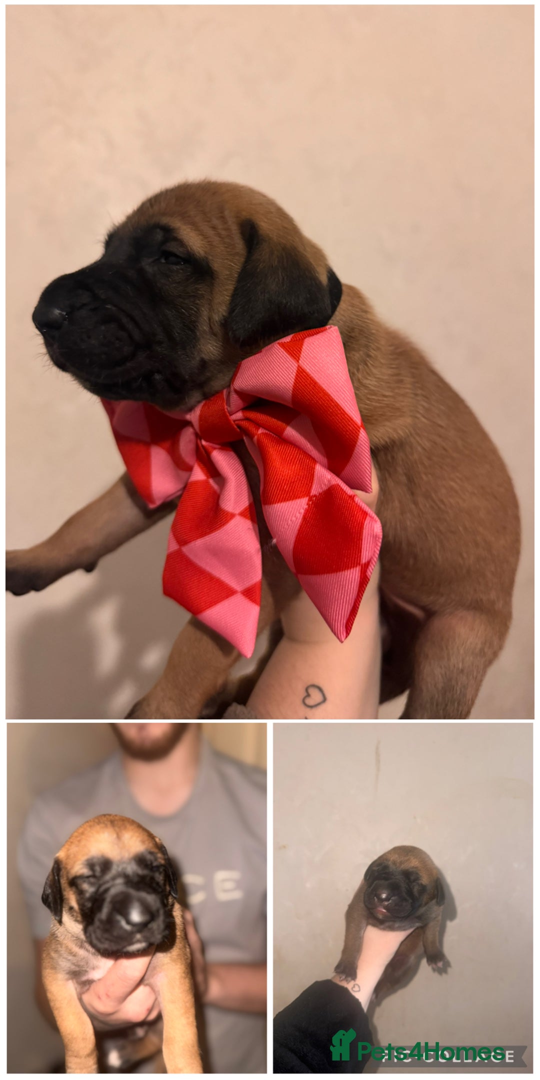 Mixed Breed dogs for sale: Belgian Malinois crosses, 1 female left - Advert 2