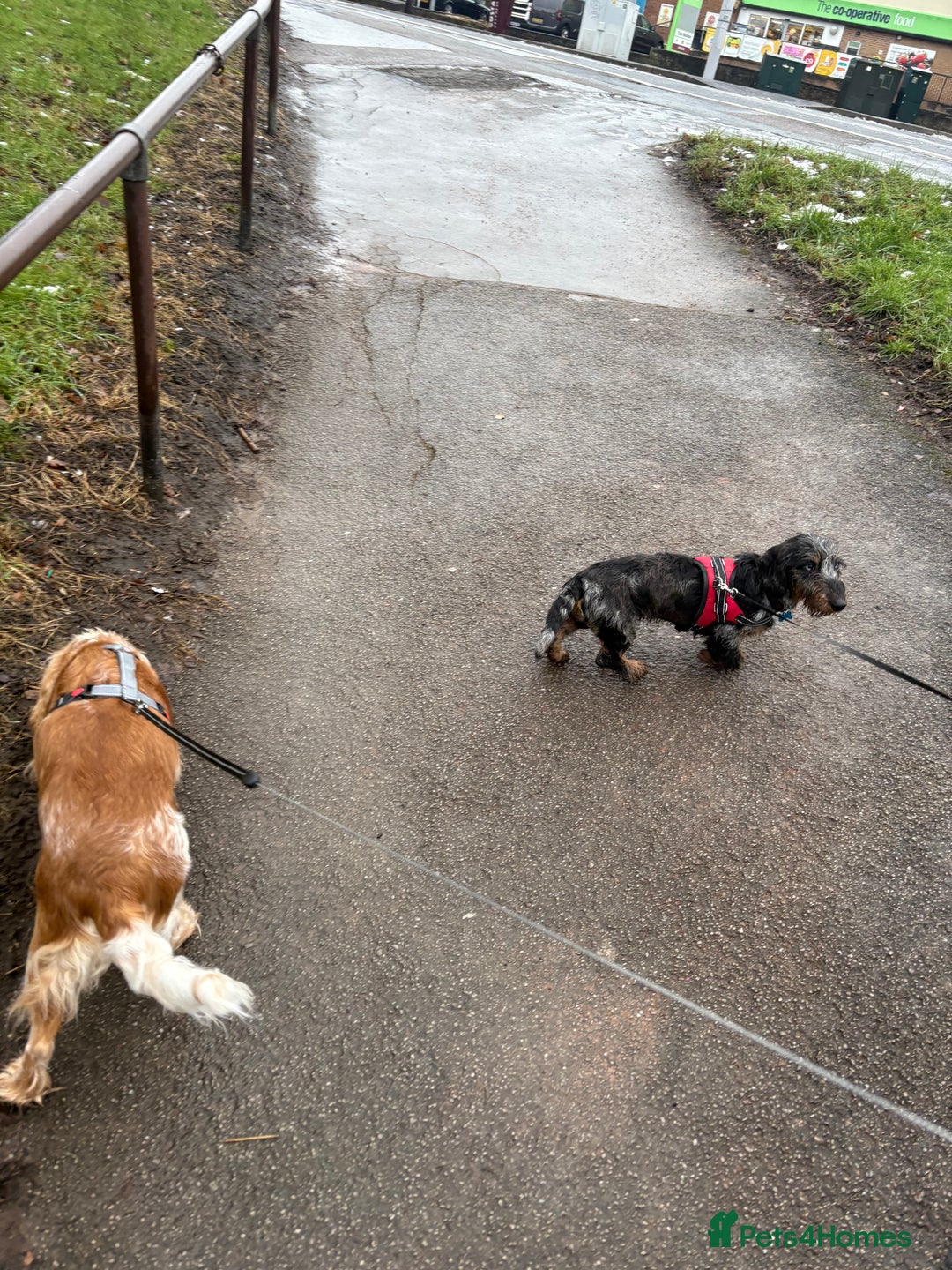 Dachshund dogs for sale: 6 MONTH OLD MALE DACHSHUND  - Advert 3