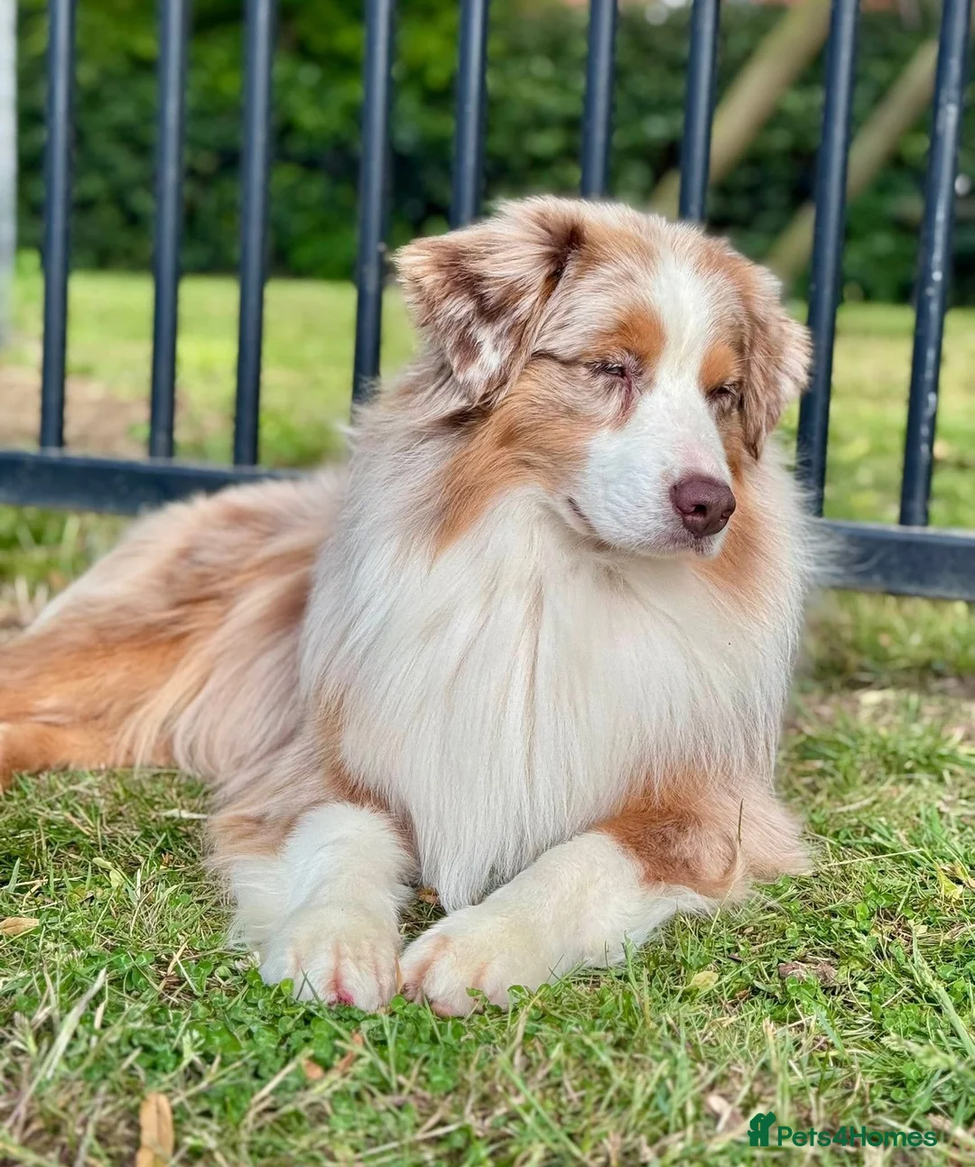 Miniature American Shepherd dogs for sale: Very exciting litter expected Mini American puppie - Advert 5