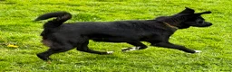 Mixed Breed dogs for adoption: Bonya – Female Border Collie type - Advert 8