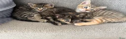 Mixed Breed cats for sale: 3 kittens  - Advert 5