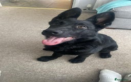 German Shepherd dogs for sale: All black working line German shepherd in Basingstoke - Image 4