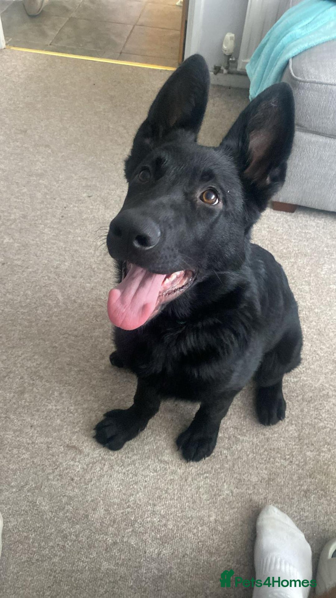 German Shepherd dogs for sale: All black working line German shepherd in Basingstoke - Image 4