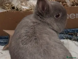 Netherland Dwarf rabbits Adorable Bunny - Advert 1