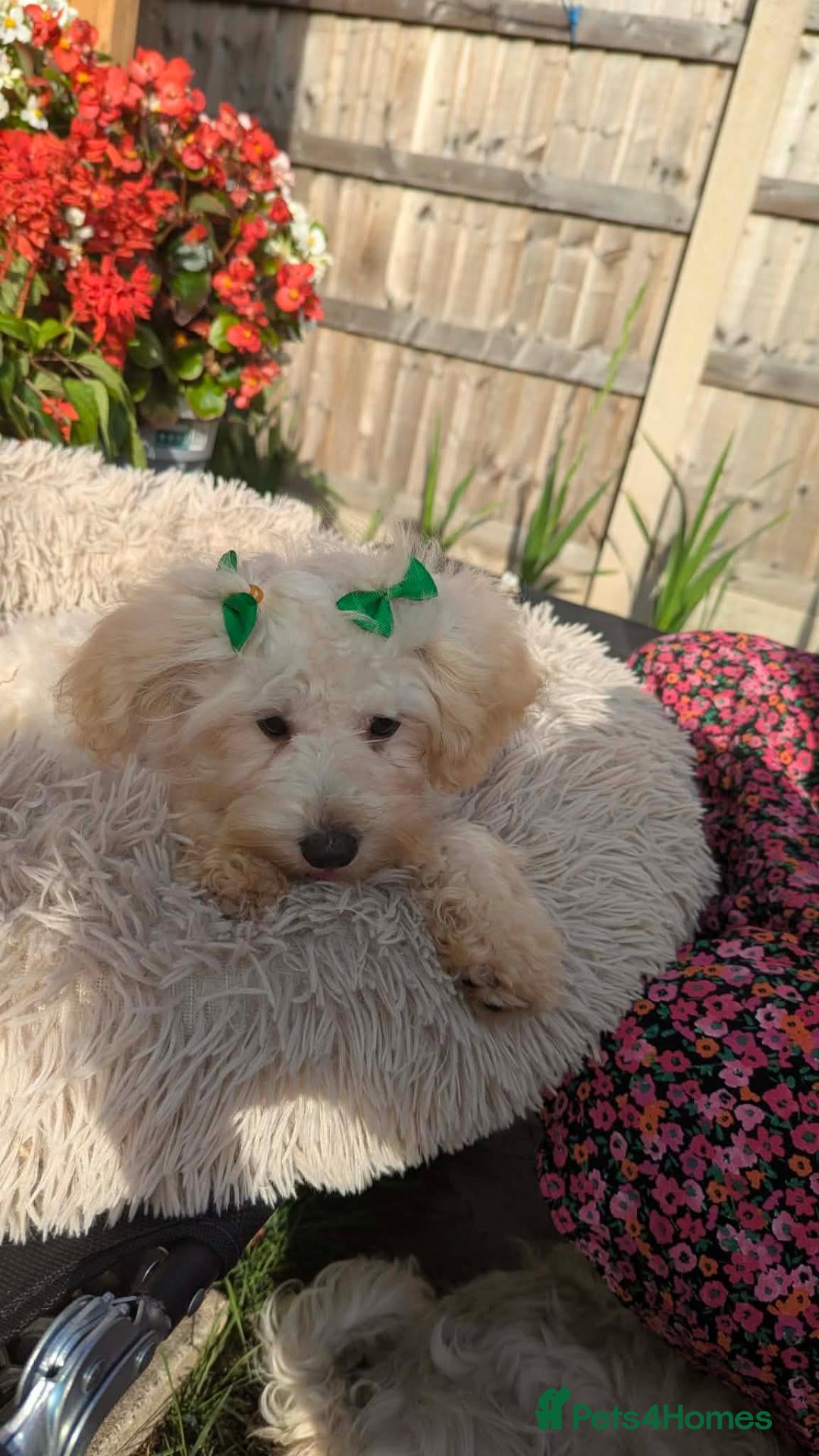 Maltipoo dogs Olivia M - Advert 1