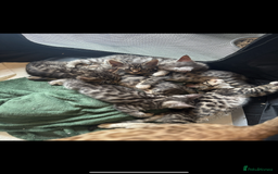 Mixed Breed cats for sale: Maine coon cross Bengal kittens ready now  - Image 1