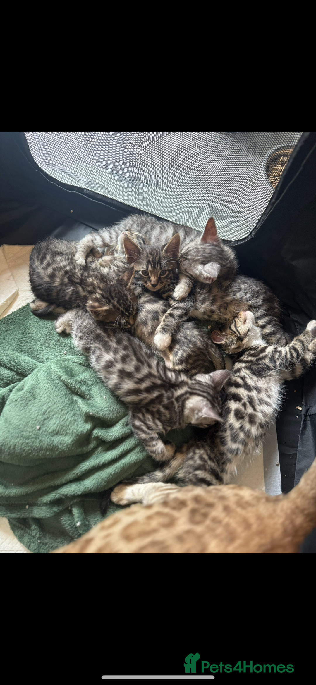 Mixed Breed cats for sale: Maine coon cross Bengal kittens ready now  - Image 1