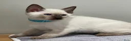 Siamese cats for sale: GCCF Registered Traditional Siamese Kittens.  - Advert 12