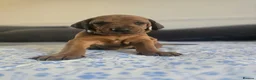 Mixed Breed dogs for sale: Doberman mix  in Nottingham - Advert 2