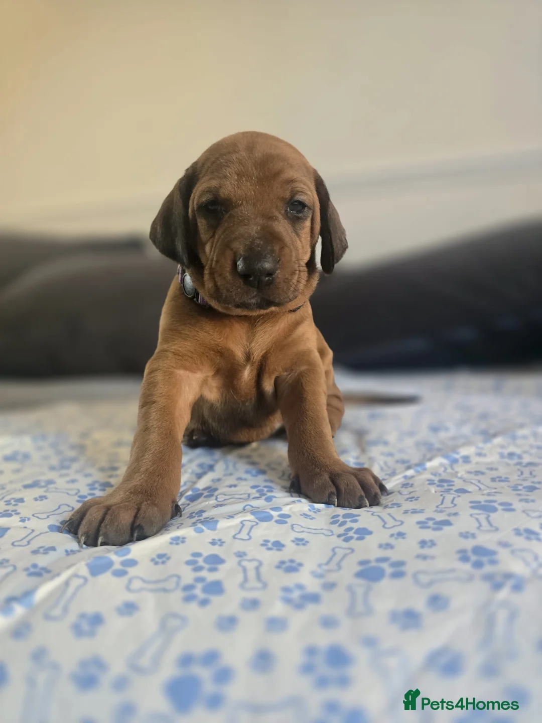 Mixed Breed dogs for sale: Doberman mix  in Nottingham - Advert 2