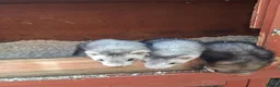 Ferret rodents for sale: Ferret kits - Advert 4
