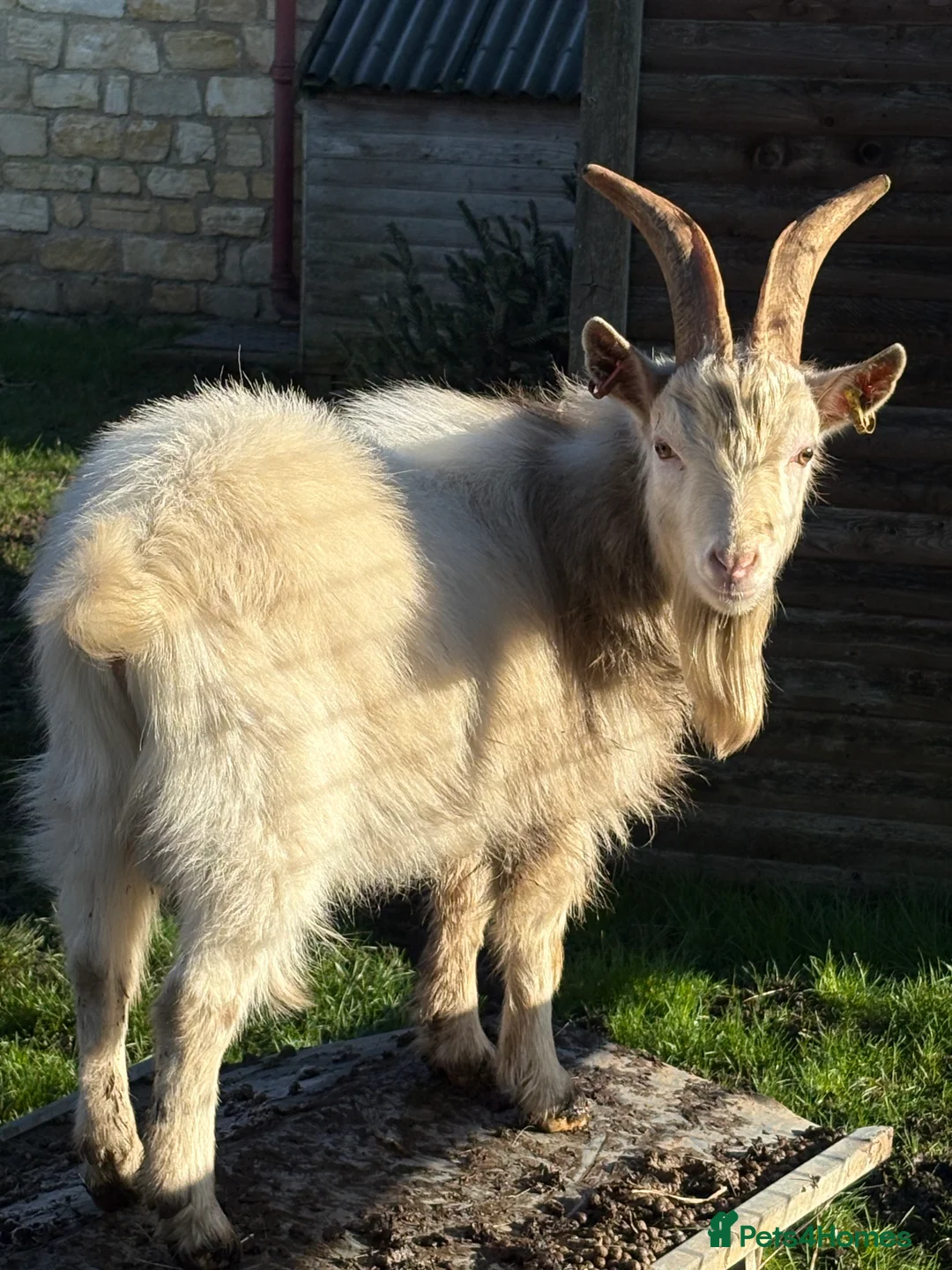Goats livestock for sale: Young proven Pygmy Billy Goat - Advert 1