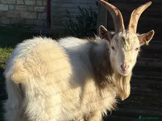 Goats livestock Young proven Pygmy Billy Goat - Advert 10