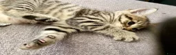 Mixed Breed cats for sale: 2 male kittens - Advert 4
