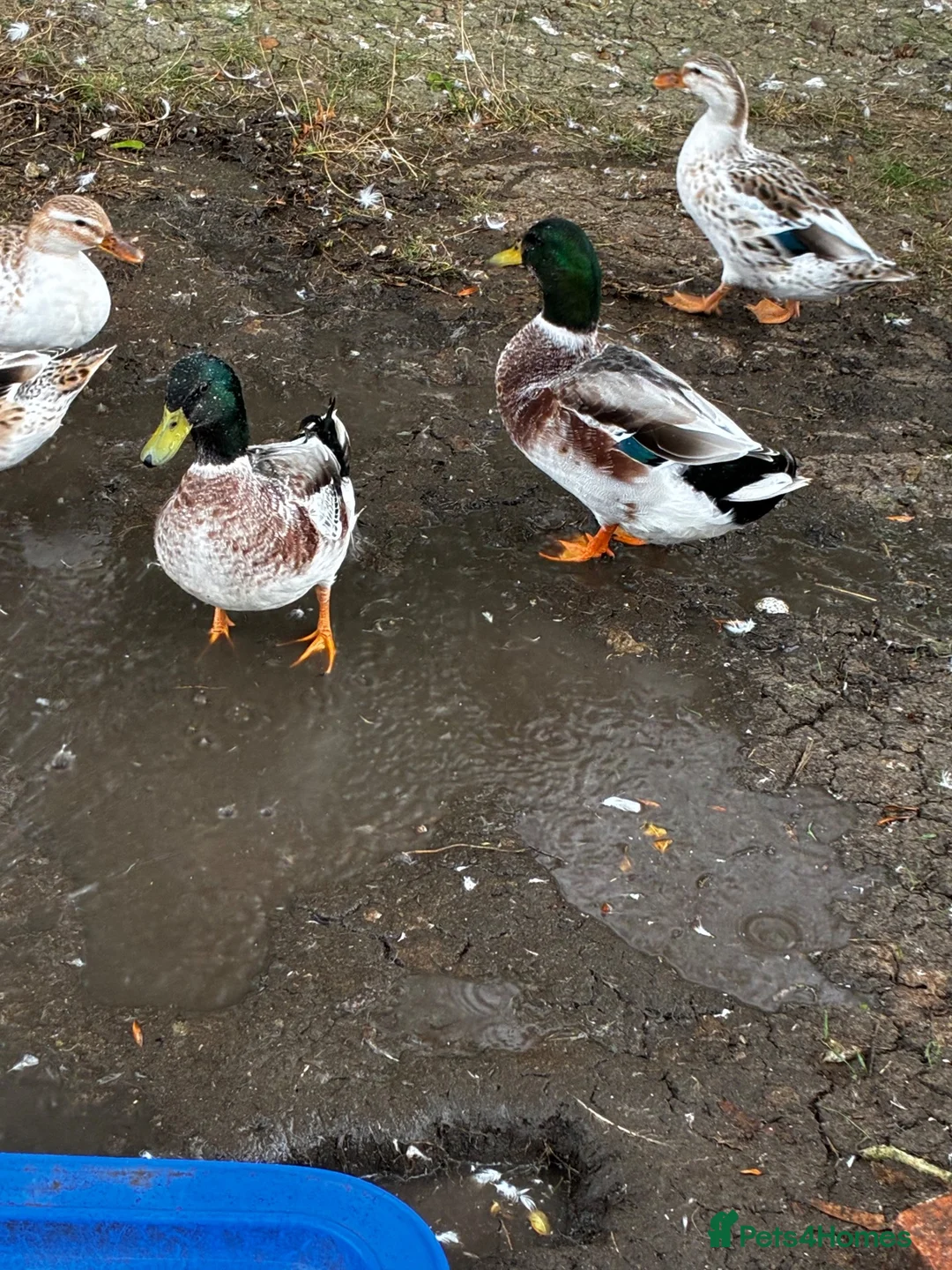 Ducks poultry for sale: Miniature Silver Appleyard drakes - Advert 1