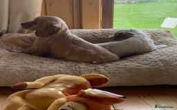 Cocker Spaniel dogs for sale: My pups🐾 fection show type cocker spaniel  - Advert 9