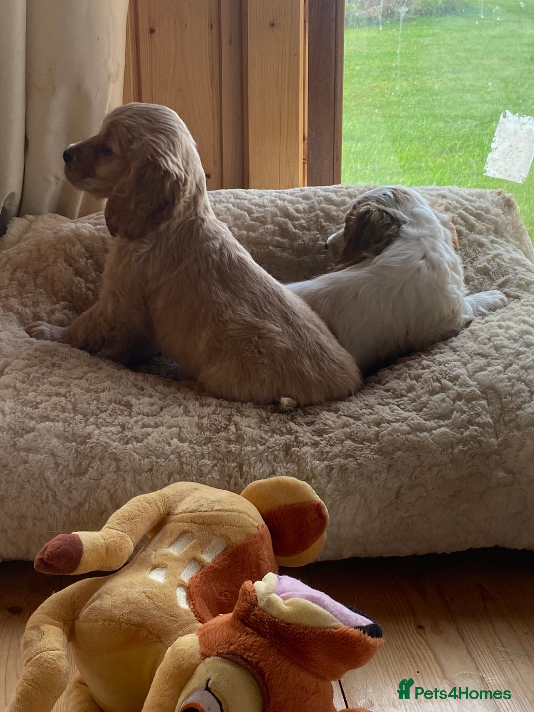 Cocker Spaniel dogs for sale: My pups🐾 fection show type cocker spaniel  - Advert 9