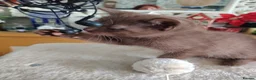 British Shorthair cats for sale: Beautiful chocolate kitten - Advert 5