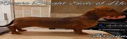 Miniature Dachshund dogs for sale: Champion Sired Mini Smooth Dachshund Puppies - Advert 5
