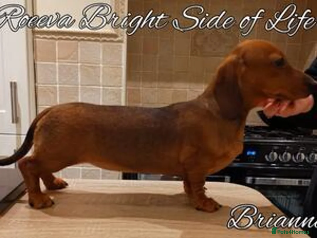 Miniature Dachshund dogs for sale: Champion Sired Mini Smooth Dachshund Puppies - Advert 5