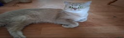 British Shorthair cats for sale: Female British shorthair female  - Advert 8