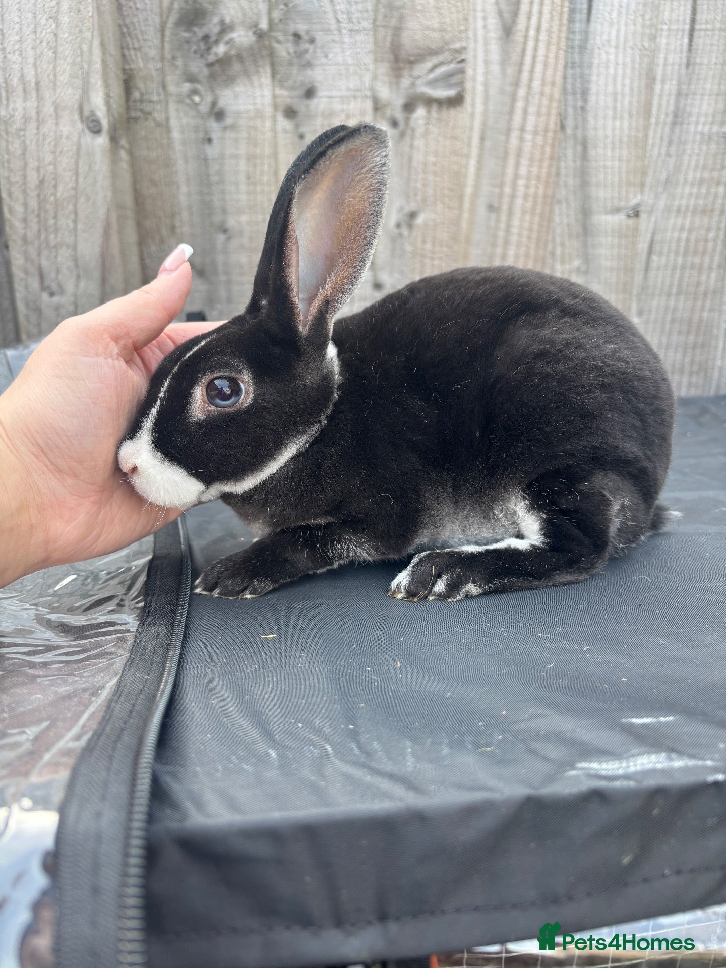 Rex rabbits Stunning mini Rex READY NOW 🫶🏻 - Advert 1