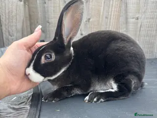 Rex rabbits Stunning mini Rex READY NOW 🫶🏻 - Advert 1