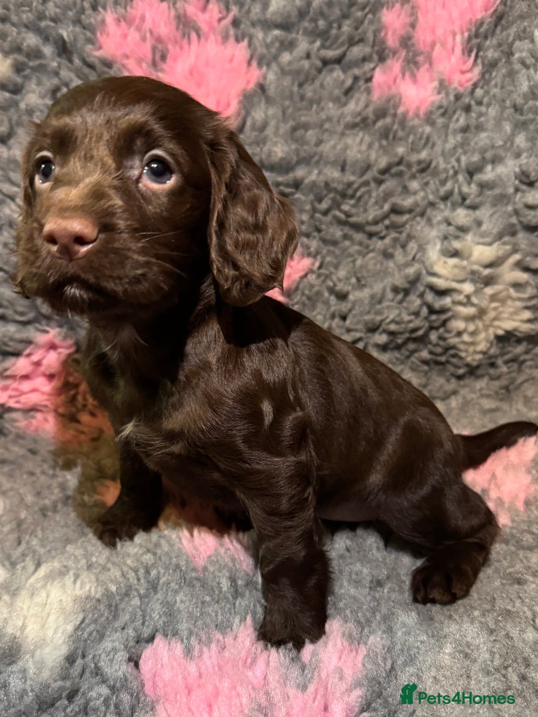 Cocker Spaniel dogs for sale: Beautiful Working Cocker Spaniel puppies - Image 7